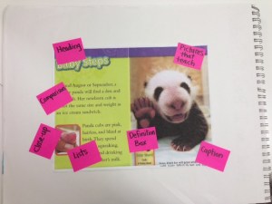 I used this page and others from Pandas by Anne Schreiber as a mentor text for first and second graders' information books.