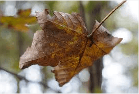 Screen Shot 2016-07-28 at 1.24.58 PM