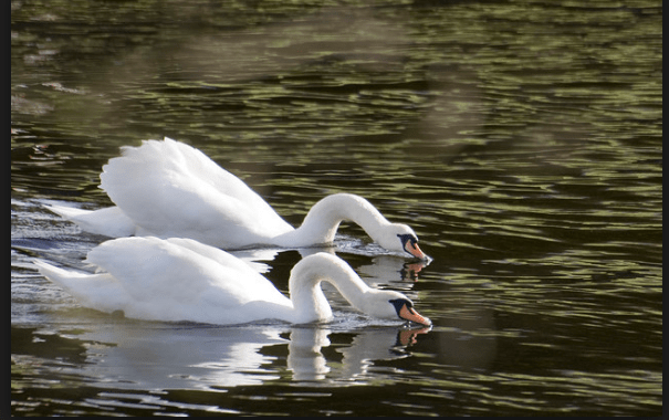 Screen Shot 2016-08-07 at 12.54.10 PM